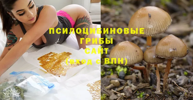 Псилоцибиновые грибы Psilocybe  где купить наркоту  Чебаркуль 